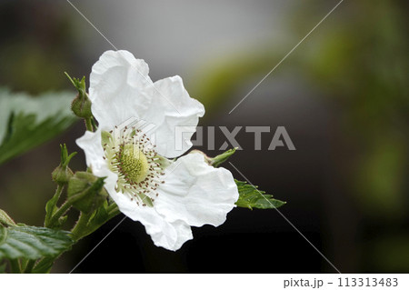 春の庭の木に咲く白いカジイチゴの花 春の庭の木に咲く白いカジイチゴの花 113313483