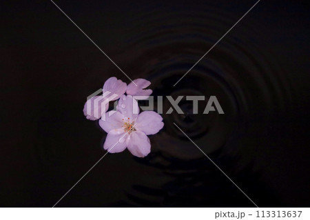 水面に浮かぶ桜の花びらと波紋 113313637