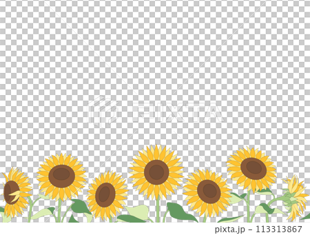 簡單的向日葵背景素材，夏季壁紙，相框 113313867