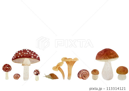 Wild mushroom watercolor set isolated on white. Porcini, Chanterelle, Fly agaric Wild mushroom watercolor set isolated on white. Porcini, Chanterelle, Fly agaric 113314121