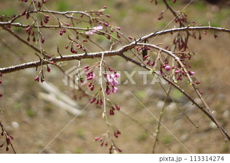 令和の桜 113314274