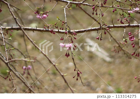 令和の桜 113314275