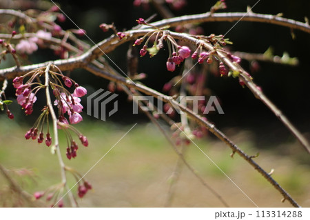 令和の桜 令和の桜 113314288