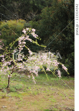 令和の桜 113314342