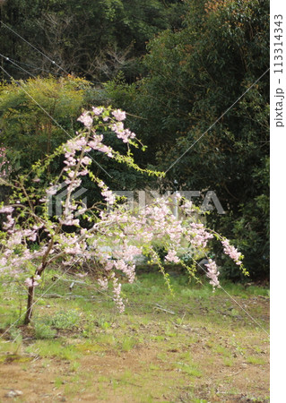 令和の桜 113314343