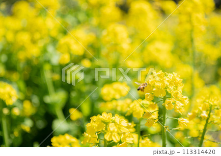 菜の花と繁忙期のミツバチ 113314420