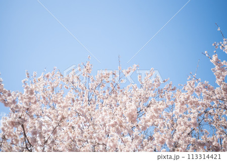 満開になった桜の花 満開になった桜の花 113314421