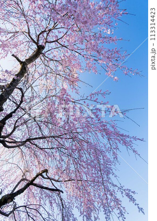 青空に映える枝垂れ桜 113314423