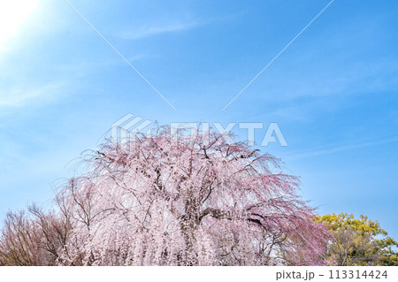 青空に映える枝垂れ桜 113314424