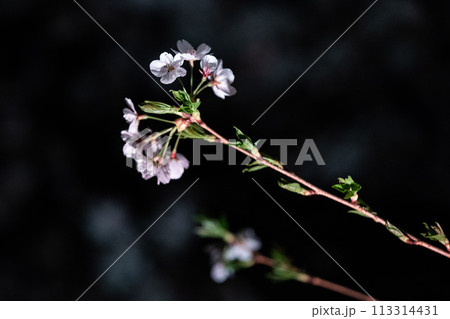 Beautiful cherry blossom scenery at night on a warm spring day 113314431
