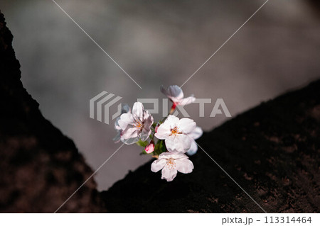 Beautiful cherry blossom scenery at night on a warm spring day 113314464