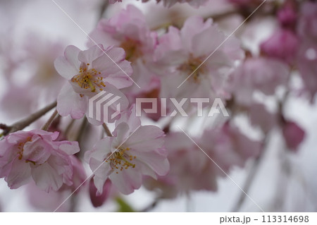 咲き始めた春の花と満開のサクラ 咲き始めた春の花と満開のサクラ 113314698