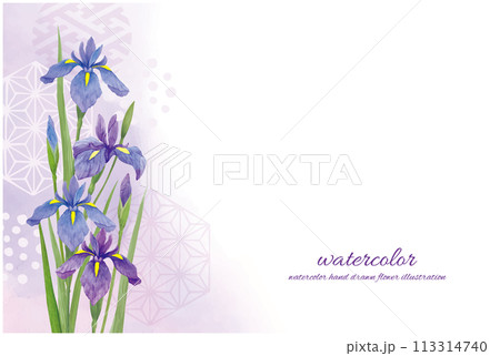 水彩手書きの菖蒲の花と和風の水彩背景 113314740