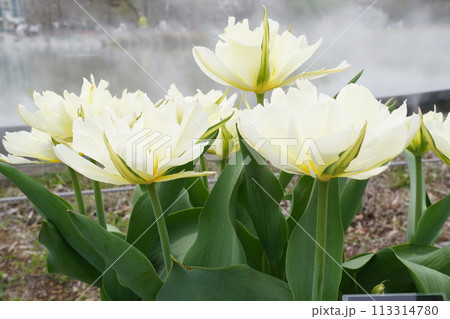 咲き始めた春の花と満開のサクラ 113314780