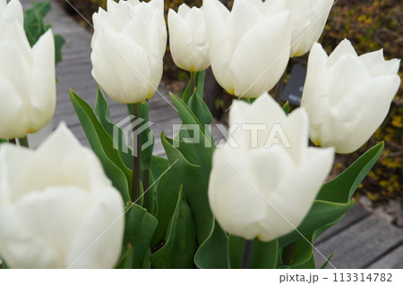 咲き始めた春の花と満開のサクラ 113314782