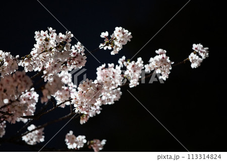 Beautiful cherry blossom scenery at night on a warm spring day 113314824
