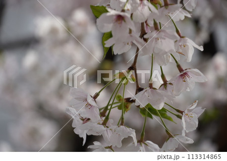 咲き始めた春の花と満開のサクラ 113314865