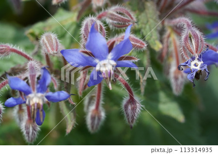 咲き始めた春の花と満開のサクラ 咲き始めた春の花と満開のサクラ 113314935