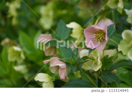 咲き始めた春の花と満開のサクラ 113314945
