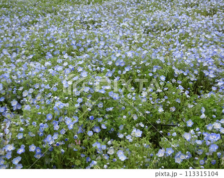 4月の開花 113315104