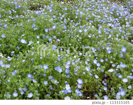 4月の開花 113315105