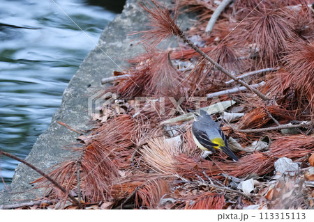 キセキレイ 鳥 野鳥 113315113