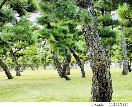大きな松の木 113315123