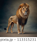ライオンイメージ3 113315231