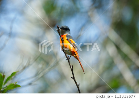 野鳥 鳥 バーディー 113315677