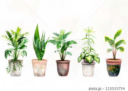 観葉植物の集合イラスト-2 観葉植物の集合イラスト-2 113315754