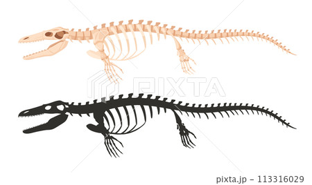 Ichthyosaurus skeleton silhouettes. Underwater archaeological dinosaur fossil bones, jurassic ichthyosaurus raptor flat vector illustration. Ancient water fossil skeleton 113316029