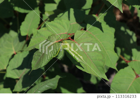 イタドリの葉 イタドリの葉 113316233
