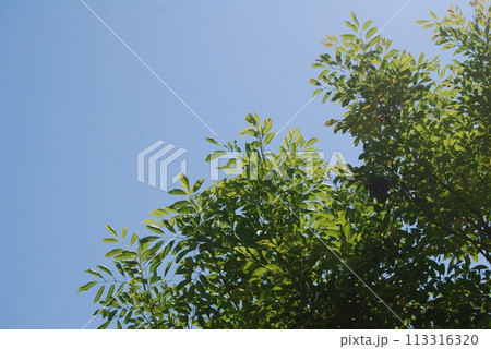 新緑の風景 新緑の風景 113316320