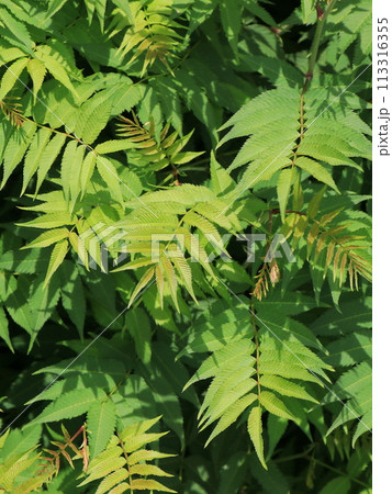 ニワナナカマドの葉 113316355