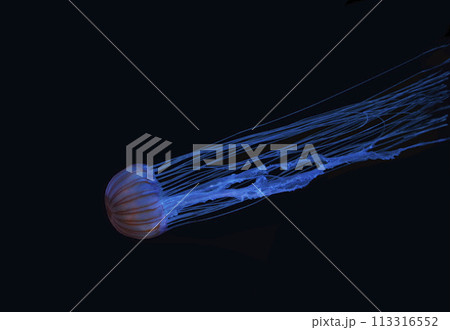 クラゲは水族館の人気者。フワフワ感で癒されて時を忘れて一緒に佇んで 113316552