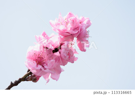 春の陽光を浴びて色とりどりに輝く桜の花たち 113316665