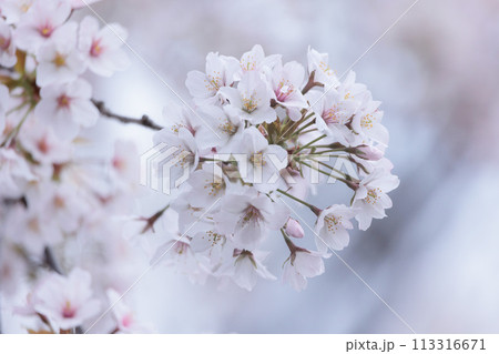 春の陽光を浴びて色とりどりに輝く桜の花たち 113316671