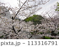 桜が満開になった 113316791
