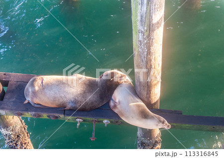 Sea Lions resting under the Santa Cruz Whart Sea Lions resting under the Santa Cruz Whart 113316845