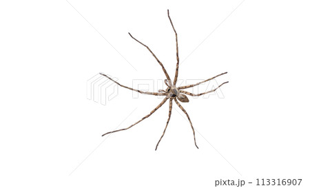 Isolated image of a Huntsman Spider on a white background. 113316907