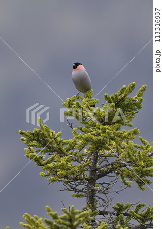 ウソ①（北海道） 113316937