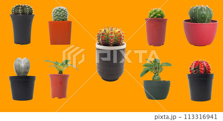 Isolated variues cactus pot on orange background Isolated variues cactus pot on orange background 113316941