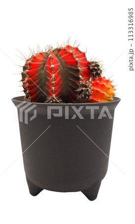 pot of varigated Gymnocalycium cactus isolated on white background pot of varigated Gymnocalycium cactus isolated on white background 113316985