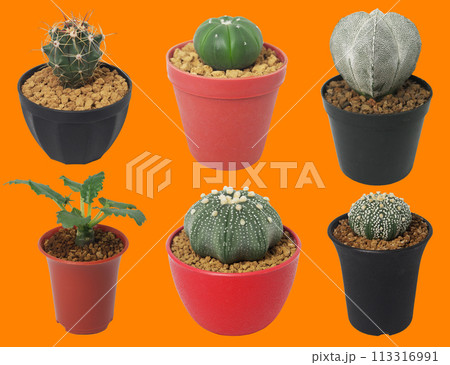 Isolated variues cactus pot on orange background 113316991