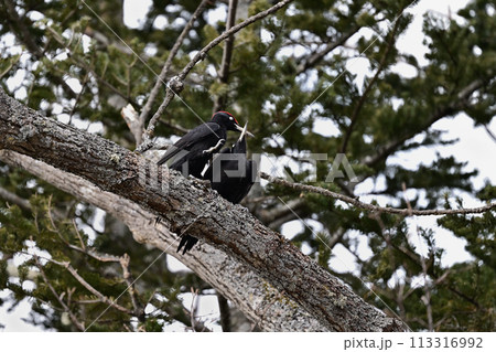 クマゲラ交尾②（北海道） 113316992