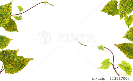 set of isolate vine leaf on white background. a beautiful exotic foliage. 113317005