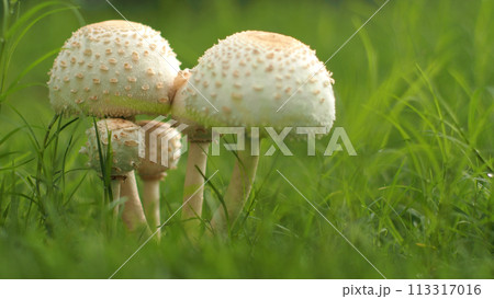 Closeup of a poisonous mushroom, Chlorophyllum molybdites, on blured the green grasss background for use as background or copy space. Closeup of a poisonous mushroom, Chlorophyllum molybdites, on blured the green grasss background for use as background or copy space. 113317016