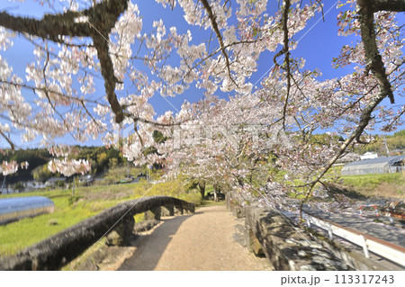 大窪橋と桜 大窪橋と桜 113317243