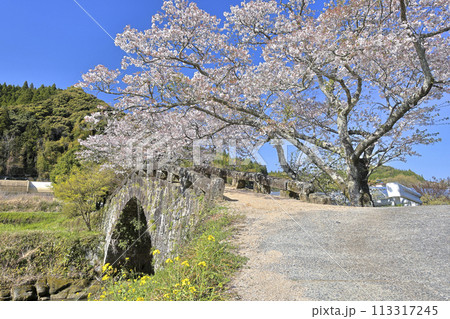 大窪橋と桜 113317245