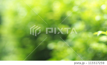 burred green leaves on the garden during daytime and bokeh light for use in illustrations Background image or copy space 113317259